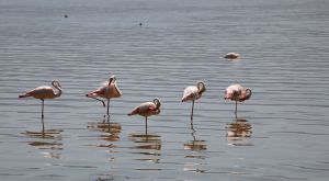 Tanzani Grandes Migations - lac manyara et flamants roses