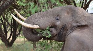 Tanzani Grandes Migations - éléphant qui mange